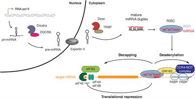 On the Importance of Host MicroRNAs During Viral Infection